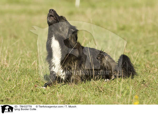 lying Border Collie / TM-02778
