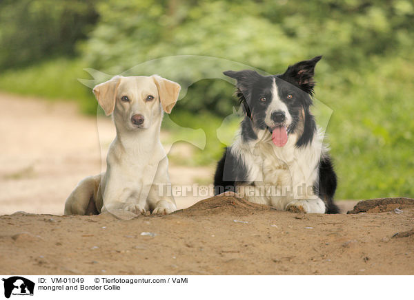 mongrel and Border Collie / VM-01049