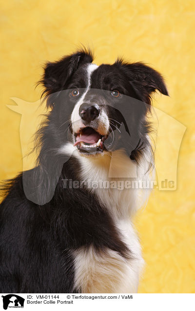Border Collie Portrait / VM-01144