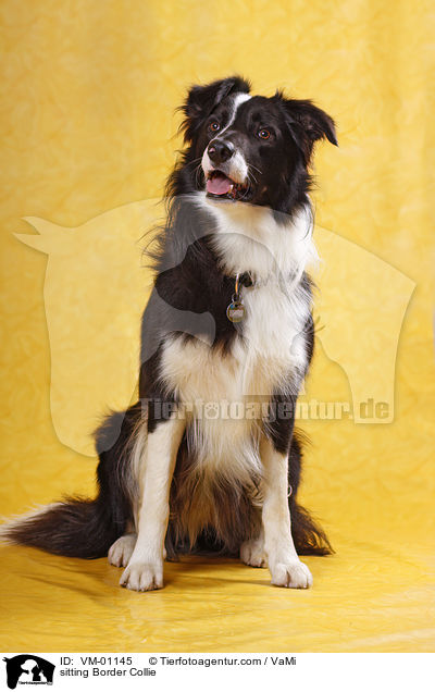 sitting Border Collie / VM-01145