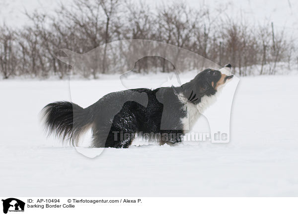 barking Border Collie / AP-10494