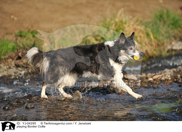 playing Border Collie / YJ-04295