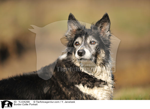 Border Collie Portrait / YJ-04298