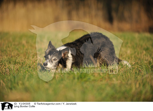 lying Border Collie / YJ-04305