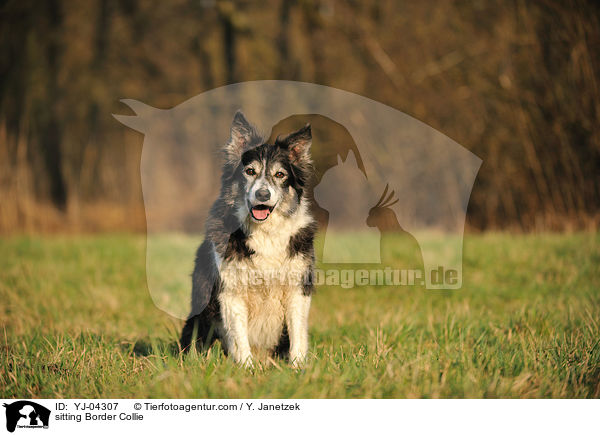 sitting Border Collie / YJ-04307