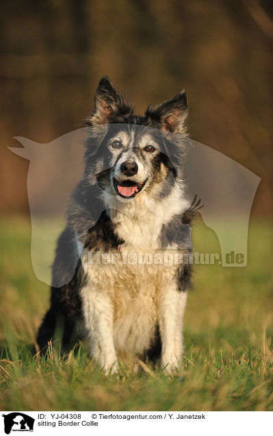 sitting Border Collie / YJ-04308