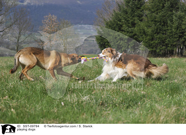 spielende Hunde / playing dogs / SST-09784