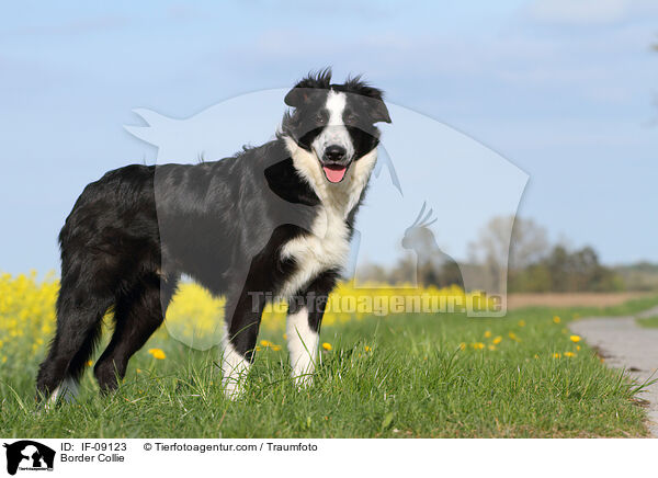 Border Collie / Border Collie / IF-09123