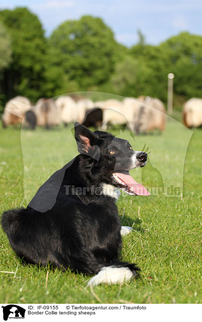 Border Collie tending sheeps / IF-09155
