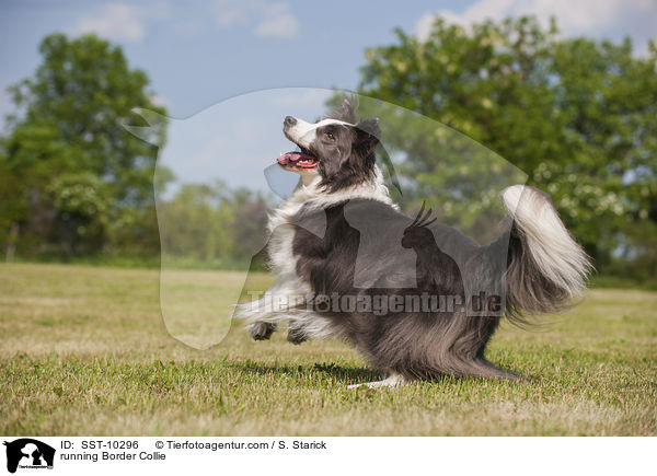running Border Collie / SST-10296