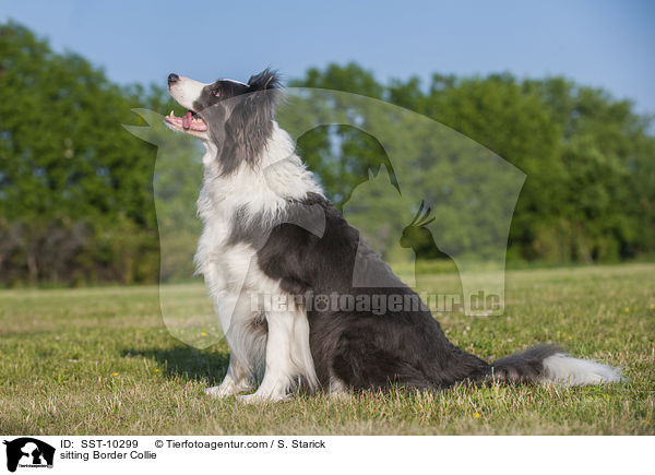 sitting Border Collie / SST-10299