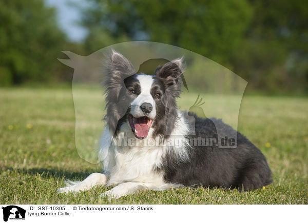 lying Border Collie / SST-10305