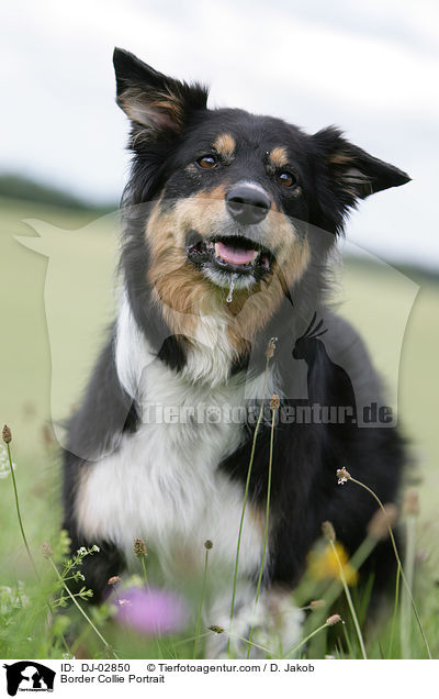 Border Collie Portrait / DJ-02850