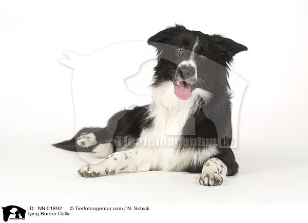 lying Border Collie / NN-01892
