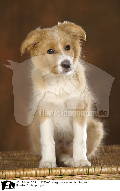 Border Collie puppy / NN-01903