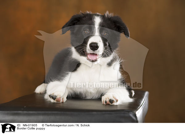 Border Collie puppy / NN-01905
