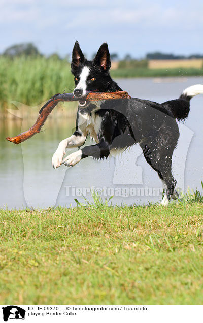 playing Border Collie / IF-09370
