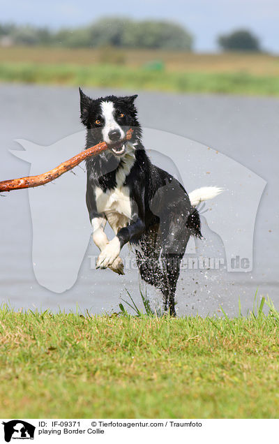 playing Border Collie / IF-09371