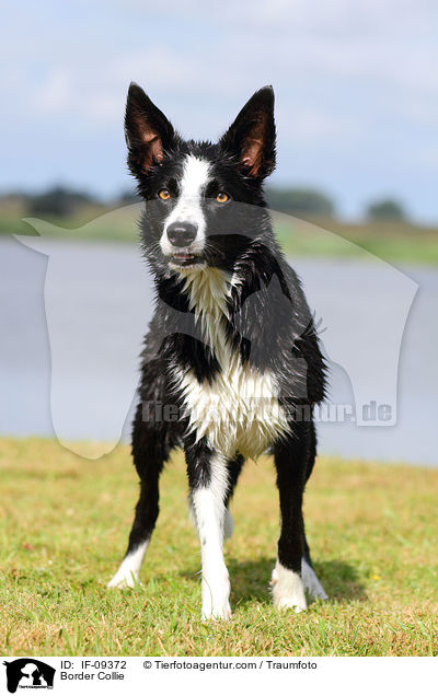 Border Collie / IF-09372