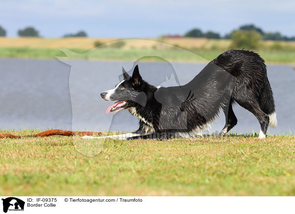 Border Collie / IF-09375