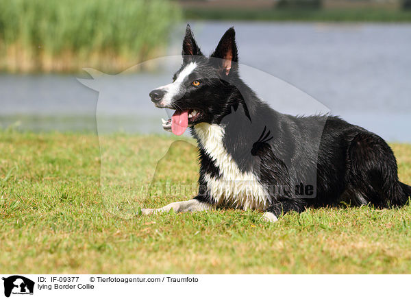lying Border Collie / IF-09377