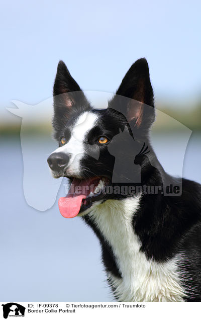 Border Collie Portrait / IF-09378