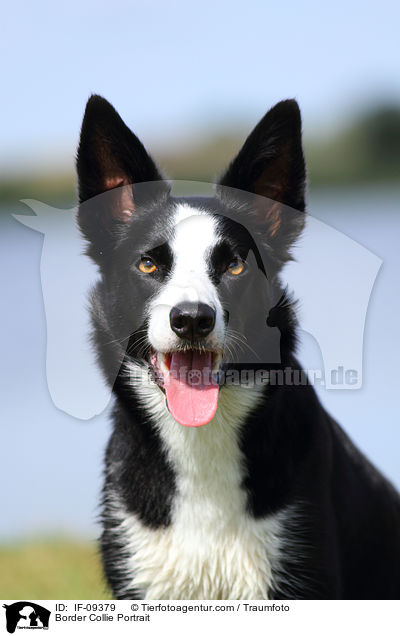 Border Collie Portrait / IF-09379