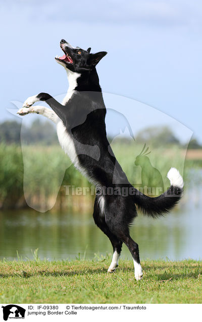 jumping Border Collie / IF-09380