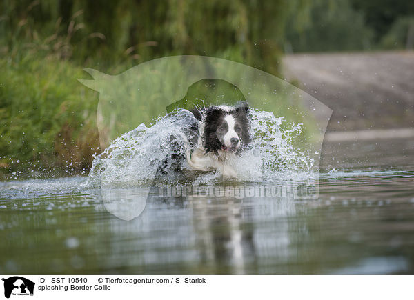 splashing Border Collie / SST-10540