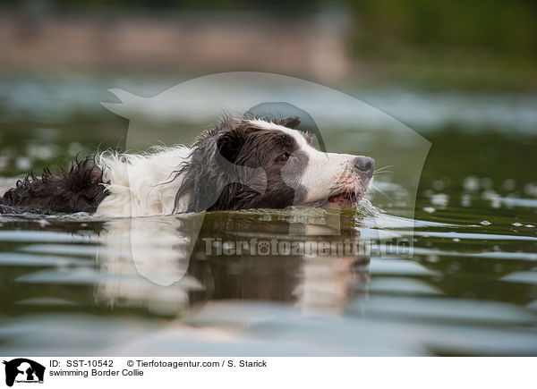 swimming Border Collie / SST-10542