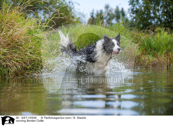 running Border Collie / SST-10546