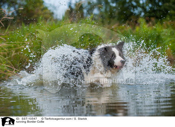 running Border Collie / SST-10547
