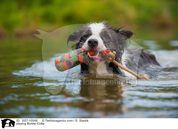playing Border Collie / SST-10548