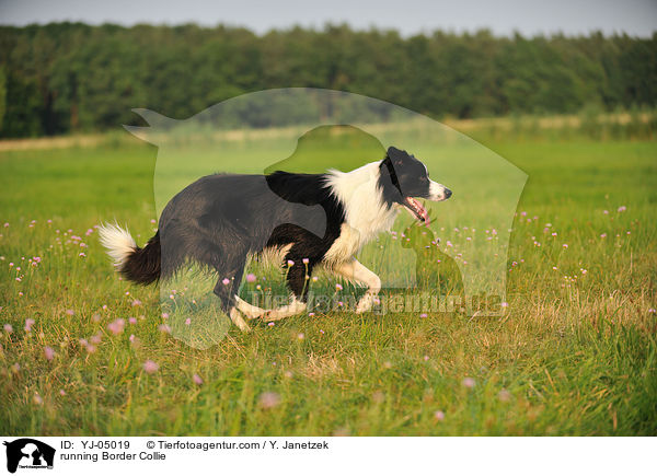 running Border Collie / YJ-05019