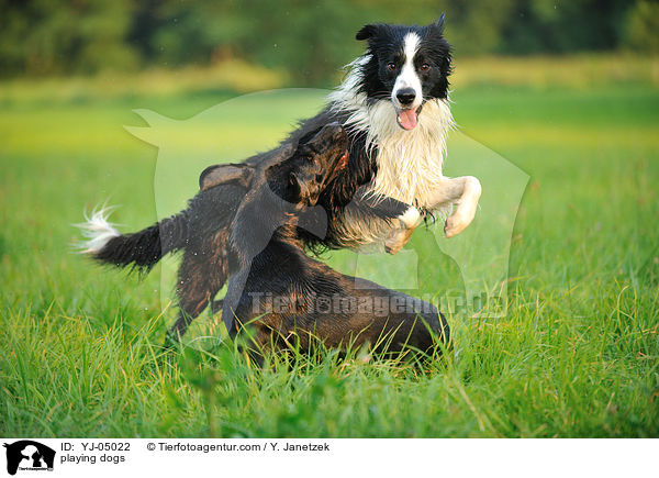 playing dogs / YJ-05022