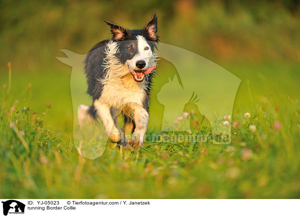 running Border Collie / YJ-05023
