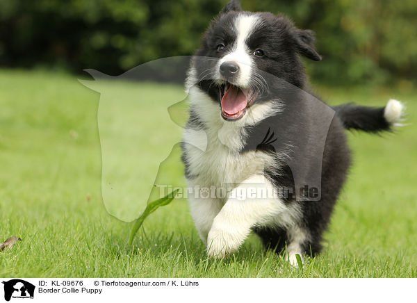 Border Collie Puppy / KL-09676