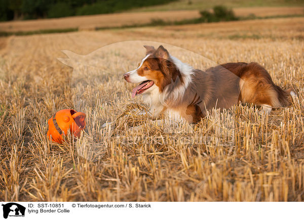 lying Border Collie / SST-10851