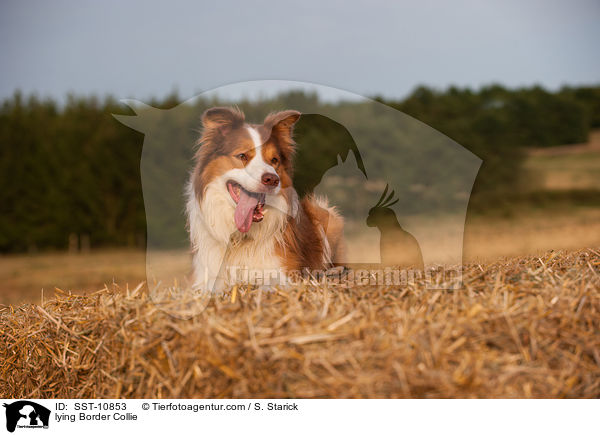 lying Border Collie / SST-10853