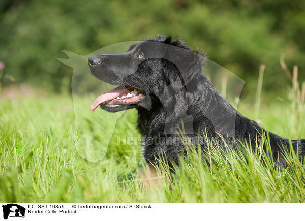 Border Collie Portrait / SST-10859