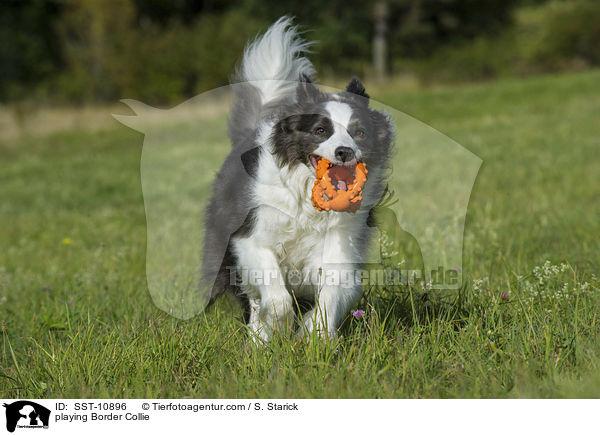 playing Border Collie / SST-10896