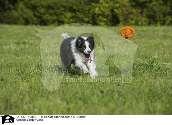 running Border Collie / SST-10898