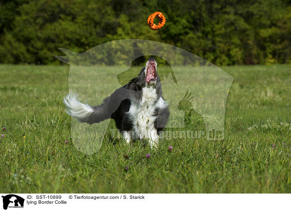 lying Border Collie / SST-10899