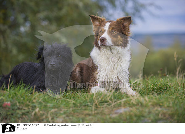 2 dogs / SST-11097