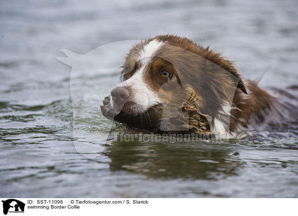 swimming Border Collie / SST-11098