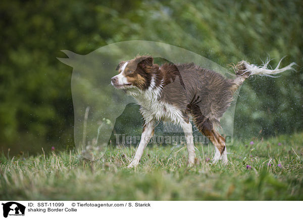 shaking Border Collie / SST-11099