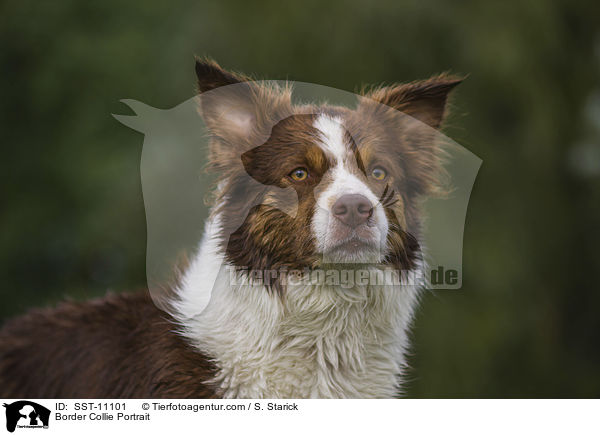 Border Collie Portrait / SST-11101