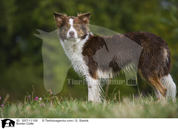 Border Collie / SST-11106