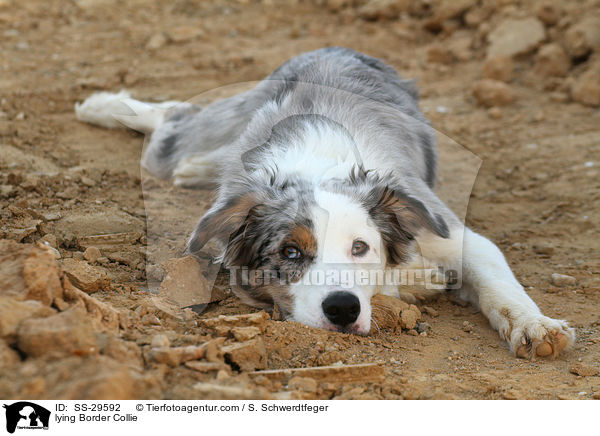 lying Border Collie / SS-29592