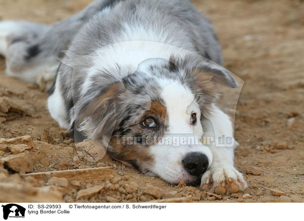 lying Border Collie / SS-29593